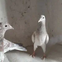 سار