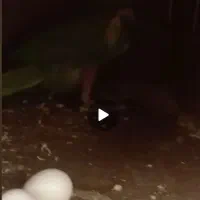 جفت ملنگو