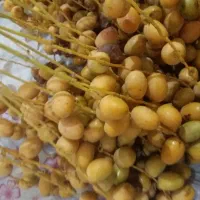 خارک خرما
