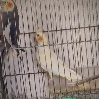 عروس هلندی ، جفت ، جوجه و تک بالغ|پرنده|شیروان (خراسان), |دیوار