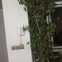 درخچه ی بنجامین