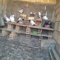 به دلیل نداشتن وقت|پرنده|اصفهان, عمان سامانی|دیوار