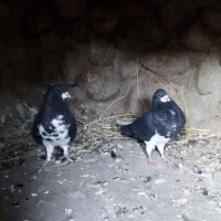 جفت خشرنگ یقه کیپ تمیز