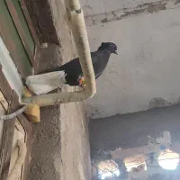 زاغ دم سفید جوجه ماده دم سفید|پرنده|اهواز, دغاغله|دیوار