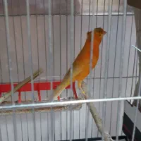 فروش قناری نر  ماده