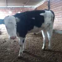 گوساله ۷ ماهه ماده