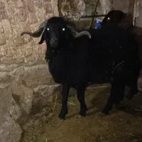 قوچ