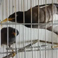 یک جفت مرغ مینا جوان نر و ماده دونسته.|پرنده|شاهینشهر, فیض|دیوار