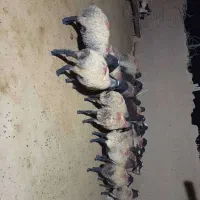 میش شالی|حیوانات مزرعه|آبگرم, |دیوار