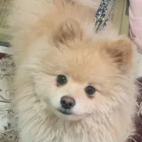 سگ پامر خرسی ۱ ساله