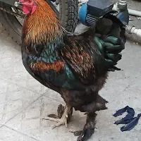 مرغ و خروس نژاد دار پا پر برهما