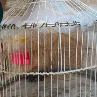 قفس|لوازم جانبی حیوانات|اصفهان, سپاهان‌شهر|دیوار