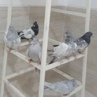 کبوتر|پرنده|شیراز, لاله|دیوار