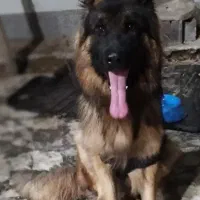 ژرمن شپرد|سگ|بندر دیر, |دیوار