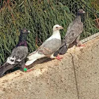 کفتر پشتی دوکت خطی|پرنده|شیراز, تندگویان|دیوار