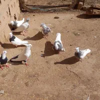 کفتر
