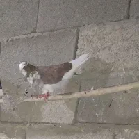 دو عدد کبوتر نر