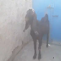 بز نر مری