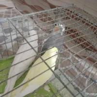 عروس هلندی و مرغ عشق هلندی