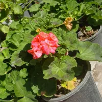 شمعدانی حراج