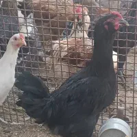 جوجه گلین و جوجه خروس و خروس محلی|حیوانات مزرعه|شیراز, انجیر|دیوار