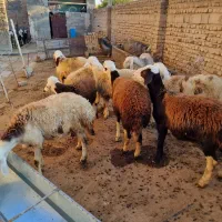 بره قوچ|حیوانات مزرعه|سیلاخور, |دیوار