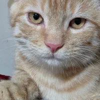 گربه نر میکس پرشین