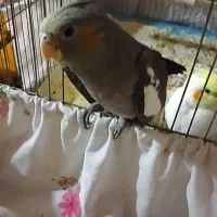 فروش سه عدد طوطی عروس|پرنده|اردبیل, |دیوار