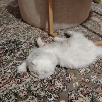 واگذاری گربه پرشین|گربه|کرج, عظیمیه|دیوار