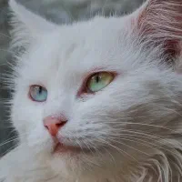 گربه پرشین نر فروشی به ادب حرف گوش کن ساکت آروم