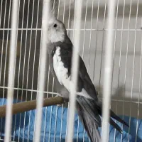 جفت عروس هلندی به شرط جوجه