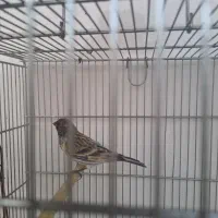 دوتا گلبسر قرص بخون