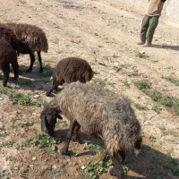 میش قزل افشار جوان.گوسفند.بره|حیوانات مزرعه|کوهسار (البرز), |دیوار