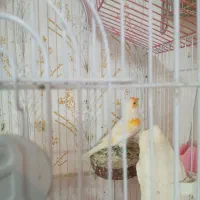 پرنده|پرنده|رشت, علی آباد|دیوار