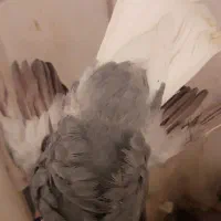 کفتر گلی دم سفید