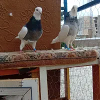 کلفه