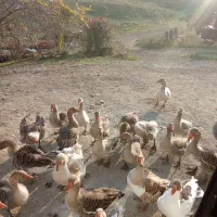 فروش غاز فوری.