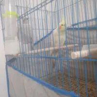 طوطی عروس|پرنده|شادگان, |دیوار