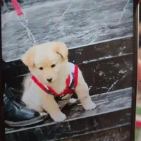 فروش سگ اشپیتز پامر