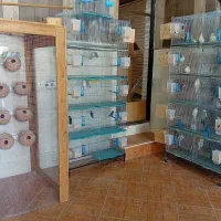 عروس هلندی، کوتوله، گرینچیک، مرغ عشق
