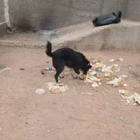 سگ نگهبان|سگ|قم, ولیعصر|دیوار