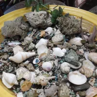 آکواریم.. فروش فوری|ماهی|تهران, مسعودیه|دیوار