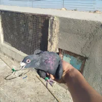 کبوتر هوایی