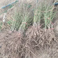 نهال انگورومیوه|عمدهفروشی|اقبالیه, |دیوار