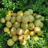 نهال پر کیفیت و اصلاح شده|خدمات باغبانی و درختکاری|بروجن, |دیوار