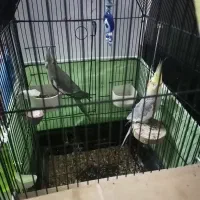 عروس هلندی جفت کارداده همراه با 3عدد تخم