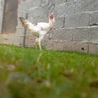 مرغ و خروس همه نوع|حیوانات مزرعه|اسالم, |دیوار