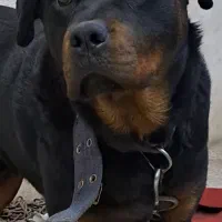 سگ رودفایلر نر