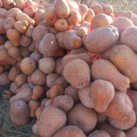 کدو حلوایی مشکین شهر