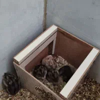 همسر کمبل|موش و خرگوش|یزد, |دیوار